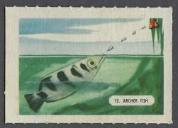 12 Archer Fish